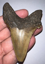 Load image into Gallery viewer, Monster Size Auriculatus Fossil Shark Tooth 3.18 Inches! Megalodon Ancestor! Not Repaired!