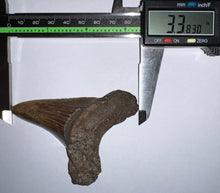 Load image into Gallery viewer, Monster Size Auriculatus Fossil Shark Tooth 3.38 Inches! Megalodon Ancestor! Not Repaired!