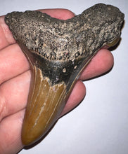 Load image into Gallery viewer, MONSTER Size Auriculatus Fossil Shark Tooth 3.6 Inches! Megalodon Ancestor! Not Repaired! Fantastic Serrations!