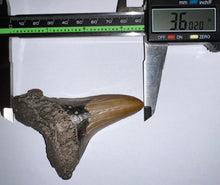 Load image into Gallery viewer, MONSTER Size Auriculatus Fossil Shark Tooth 3.6 Inches! Megalodon Ancestor! Not Repaired! Fantastic Serrations!