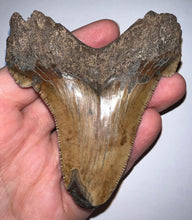 Load image into Gallery viewer, MONSTER Size Auriculatus Fossil Shark Tooth 3.61 Inches! Megalodon Ancestor! Not Repaired! Incredible Serrations!