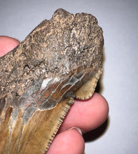 Load image into Gallery viewer, MONSTER Size Auriculatus Fossil Shark Tooth 3.61 Inches! Megalodon Ancestor! Not Repaired! Incredible Serrations!
