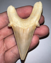 Load image into Gallery viewer, Monster Size Otodus Fossil Shark Tooth 2.9 Inches! Megalodon Ancestor! Not Repaired!