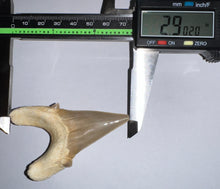 Load image into Gallery viewer, Monster Size Otodus Fossil Shark Tooth 2.9 Inches! Megalodon Ancestor! Not Repaired!