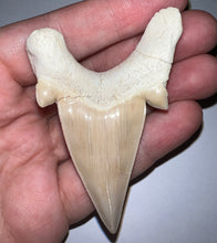 Load image into Gallery viewer, Monster Size Otodus Fossil Shark Tooth 2.94 Inches! Megalodon Ancestor!