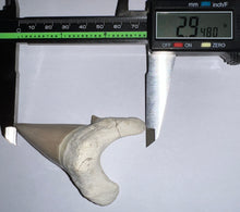 Load image into Gallery viewer, Monster Size Otodus Fossil Shark Tooth 2.94 Inches! Megalodon Ancestor!