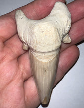 Load image into Gallery viewer, Monster Size Otodus Fossil Shark Tooth 3.07 Inches! Megalodon Ancestor! Not Repaired!