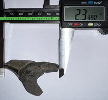Load image into Gallery viewer, Large Parotodus Benedeni Fossil Shark Tooth 2.33 Inches! Not Repaired!
