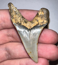 Load image into Gallery viewer, GEM Large Parotodus Benedeni Fossil Shark Tooth 2.08 Inches! Not Repaired!