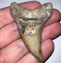 Load image into Gallery viewer, Large Parotodus Benedeni Fossil Shark Tooth 2.42 Inches! Not Repaired!