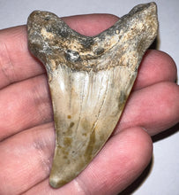 Load image into Gallery viewer, Large Parotodus Benedeni Fossil Shark Tooth 2.42 Inches! Not Repaired!