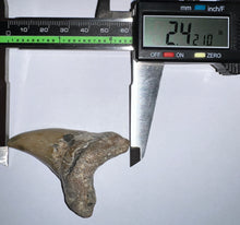 Load image into Gallery viewer, Large Parotodus Benedeni Fossil Shark Tooth 2.42 Inches! Not Repaired!