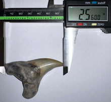 Load image into Gallery viewer, HUGE Parotodus Benedeni Fossil Shark Tooth 2.56 Inches! Not Repaired!