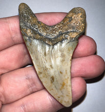 Load image into Gallery viewer, GEM HUGE Parotodus Benedeni Fossil Shark Tooth 2.56 Inches! Not Repaired!