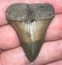 Load image into Gallery viewer, Fossil Extinct Great White Shark Tooth C. Hastalis 1.53 Inches