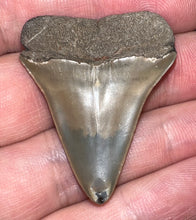 Load image into Gallery viewer, Fossil Extinct Great White Shark Tooth C. Hastalis 1.53 Inches
