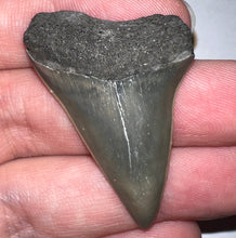 Load image into Gallery viewer, Fossil Extinct Great White Shark Tooth C. Hastalis 1.72 Inches