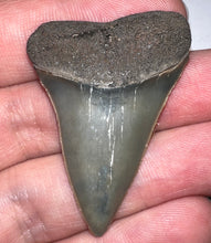 Load image into Gallery viewer, Fossil Extinct Great White Shark Tooth C. Hastalis 1.78 Inches