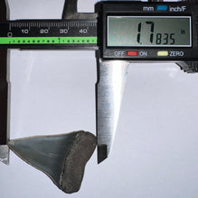 Load image into Gallery viewer, Fossil Extinct Great White Shark Tooth C. Hastalis 1.78 Inches