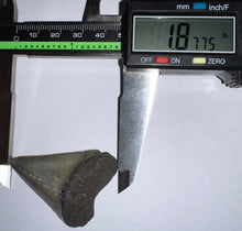 Load image into Gallery viewer, Fossil Extinct Great White Shark Tooth C. Hastalis 1.87 Inches