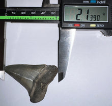 Load image into Gallery viewer, Huge Fossil Extinct Great White Shark Tooth C. Hastalis 2.13 Inches