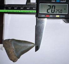 Load image into Gallery viewer, Huge Fossil Extinct Great White Shark Tooth C. Hastalis 2.02 Inches