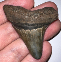 Load image into Gallery viewer, Megalodon Fossil Shark Tooth 2.03 Inches! Not Repaired!