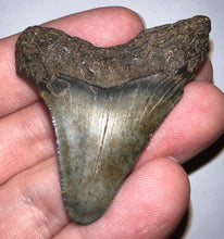 Load image into Gallery viewer, Megalodon Fossil Shark Tooth 2.03 Inches! Not Repaired!
