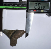 Load image into Gallery viewer, Megalodon Fossil Shark Tooth 2.03 Inches! Not Repaired!