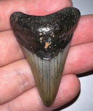 Load image into Gallery viewer, Megalodon Fossil Shark Tooth 2.08 Inches! Not Repaired!