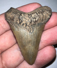 Load image into Gallery viewer, Megalodon Fossil Shark Tooth 2.33 Inches! Not Repaired!
