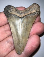 Load image into Gallery viewer, Megalodon Fossil Shark Tooth 2.33 Inches! Not Repaired!
