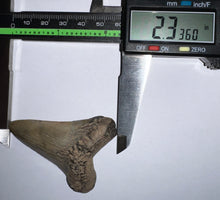 Load image into Gallery viewer, Megalodon Fossil Shark Tooth 2.33 Inches! Not Repaired!