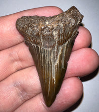 Load image into Gallery viewer, Megalodon Fossil Shark Tooth 2.19 Inches! Not Repaired!