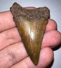 Load image into Gallery viewer, Megalodon Fossil Shark Tooth 2.19 Inches! Not Repaired!