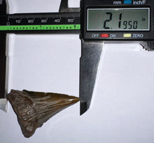 Load image into Gallery viewer, Megalodon Fossil Shark Tooth 2.19 Inches! Not Repaired!