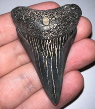 Load image into Gallery viewer, Megalodon Polished Fossil Shark Tooth 2.33 Inches! Not Repaired!