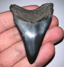 Load image into Gallery viewer, Megalodon Polished Fossil Shark Tooth 2.33 Inches! Not Repaired!