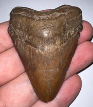 Load image into Gallery viewer, Megalodon Fossil Shark Tooth 2.46 Inches! Not Repaired!