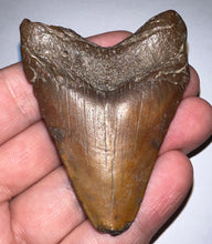 Load image into Gallery viewer, Megalodon Fossil Shark Tooth 2.46 Inches! Not Repaired!