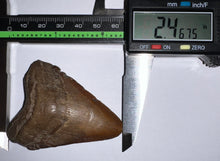 Load image into Gallery viewer, Megalodon Fossil Shark Tooth 2.46 Inches! Not Repaired!