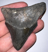 Load image into Gallery viewer, Megalodon Fossil Shark Tooth 2.71 Inches! Not Repaired!