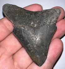 Load image into Gallery viewer, Megalodon Fossil Shark Tooth 2.71 Inches! Not Repaired!