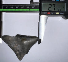 Load image into Gallery viewer, Megalodon Fossil Shark Tooth 2.71 Inches! Not Repaired!