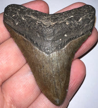 Load image into Gallery viewer, Megalodon Fossil Shark Tooth 2.72 Inches! Not Repaired!