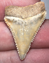Load image into Gallery viewer, Chilean Fossil Juvenile Great White Shark Tooth 1.05 Inches