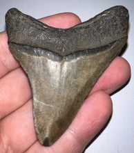 Load image into Gallery viewer, Megalodon Fossil Shark Tooth 2.72 Inches! Not Repaired!