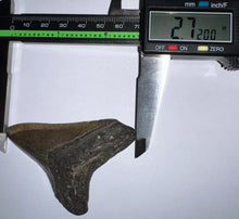 Load image into Gallery viewer, Megalodon Fossil Shark Tooth 2.72 Inches! Not Repaired!
