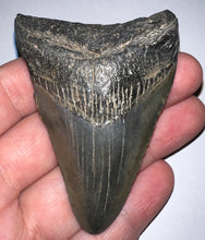 Load image into Gallery viewer, Megalodon Fossil Shark Tooth 2.9 Inches! Not Repaired!