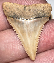 Load image into Gallery viewer, Chilean Fossil Juvenile Great White Shark Tooth 1.11 Inches